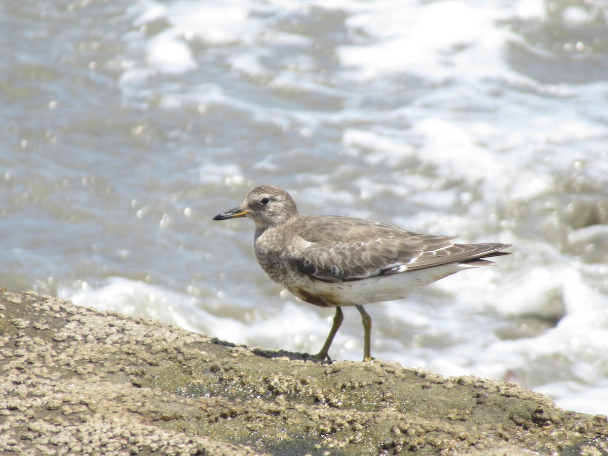 Surfbird - ML270254311