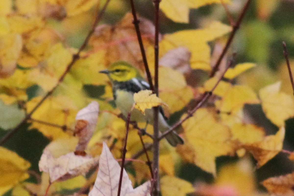 Black-throated Green Warbler - ML270254541
