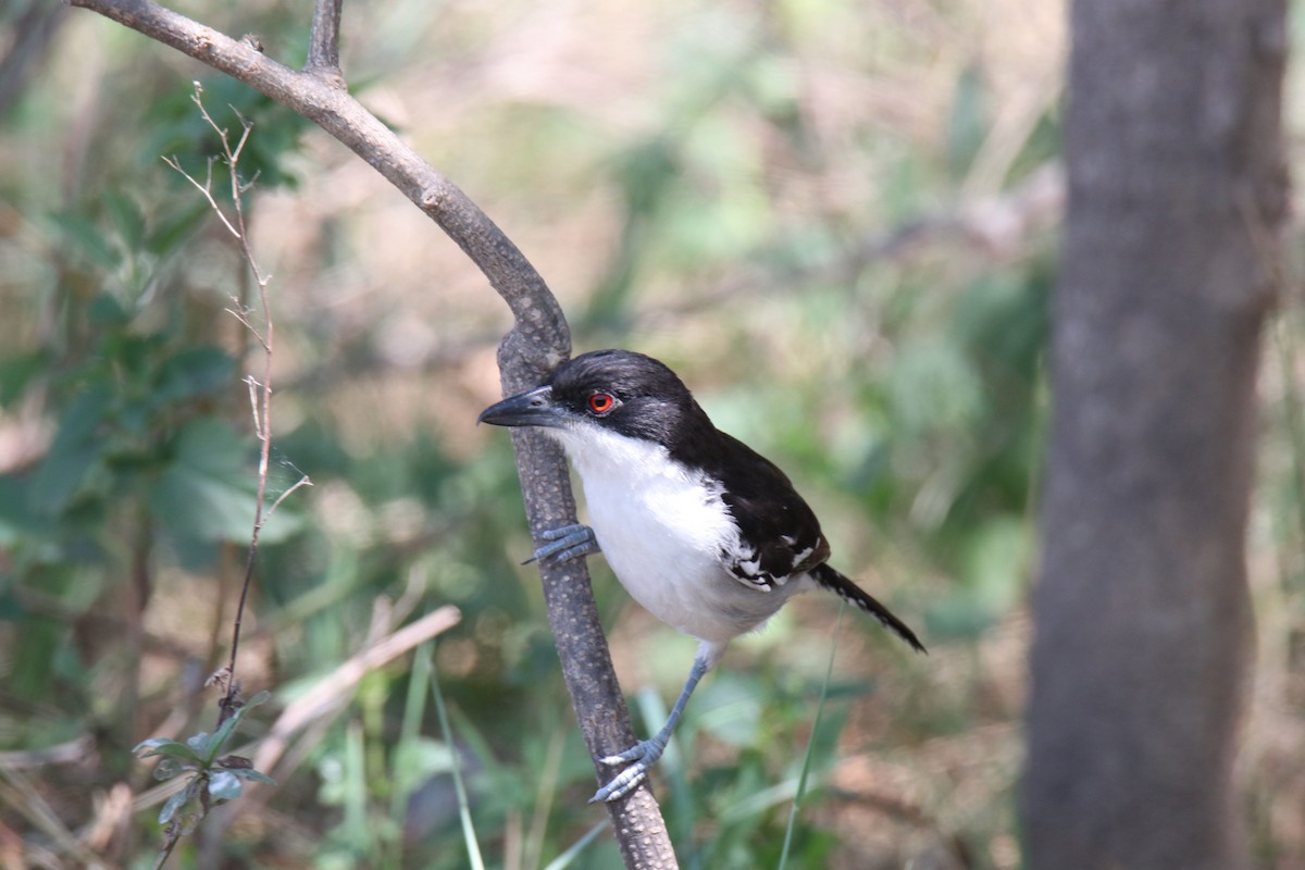 Great Antshrike - ML270254701