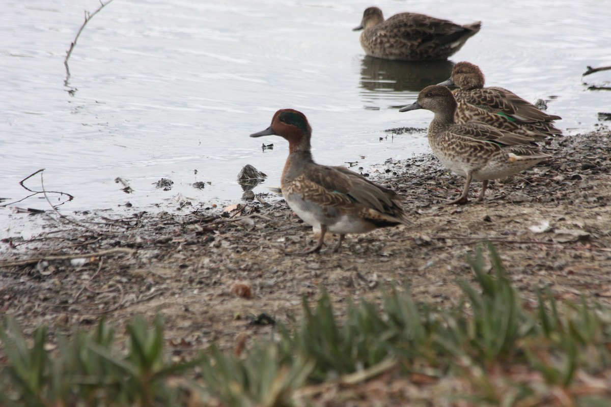 Green-winged Teal (American) - Michael Long