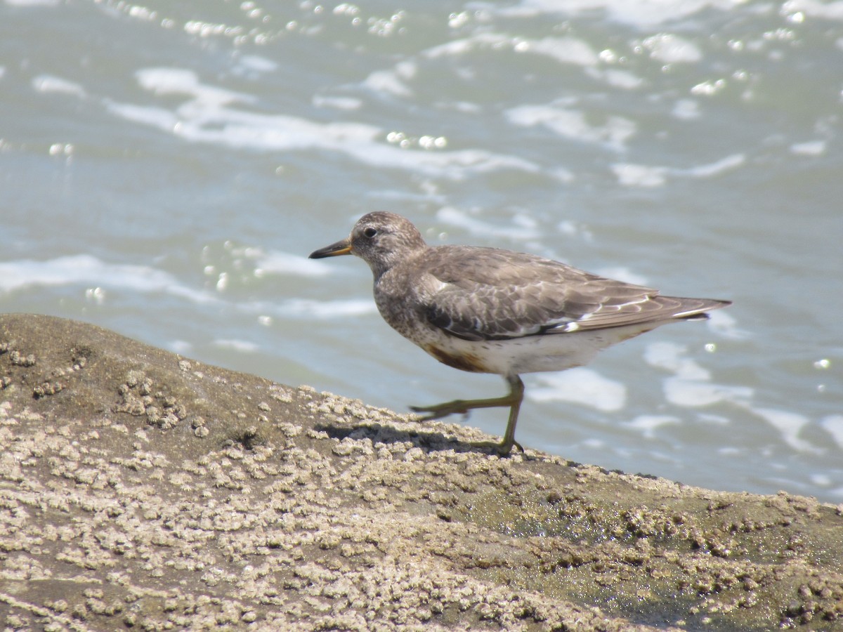 Surfbird - ML270256291