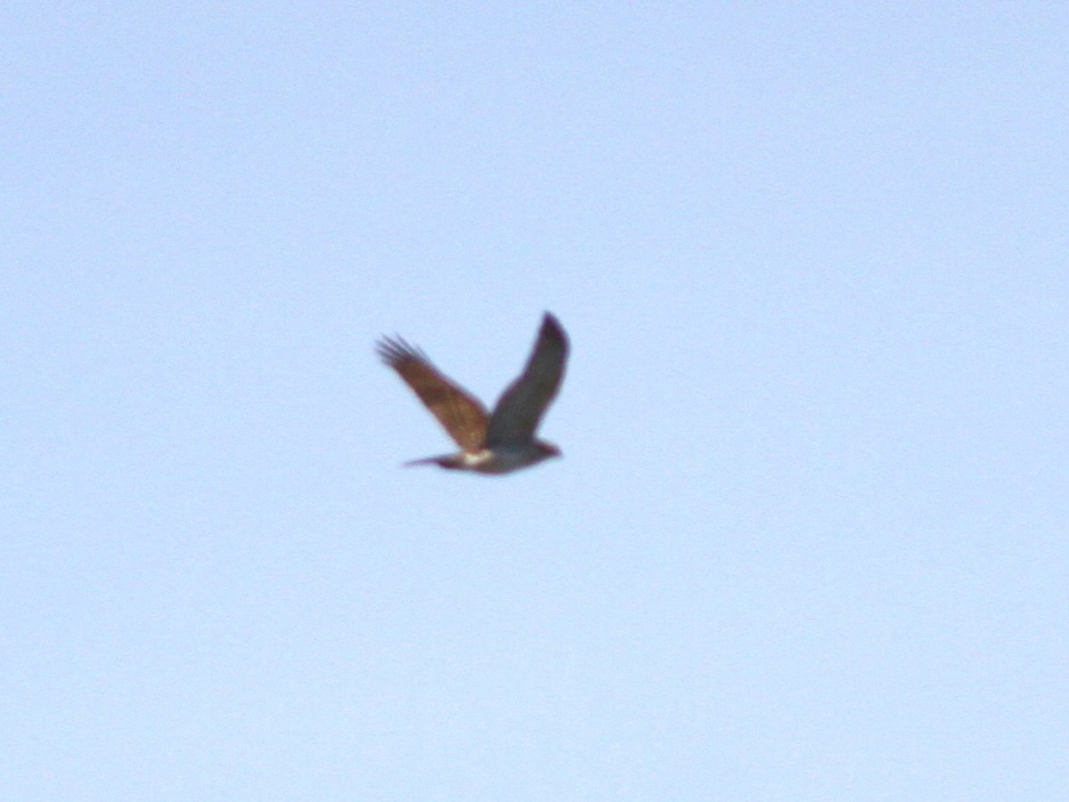 Cooper's Hawk - ML27025661