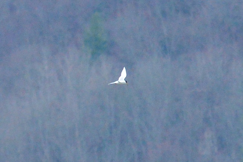 Forster's Tern - George Chiu