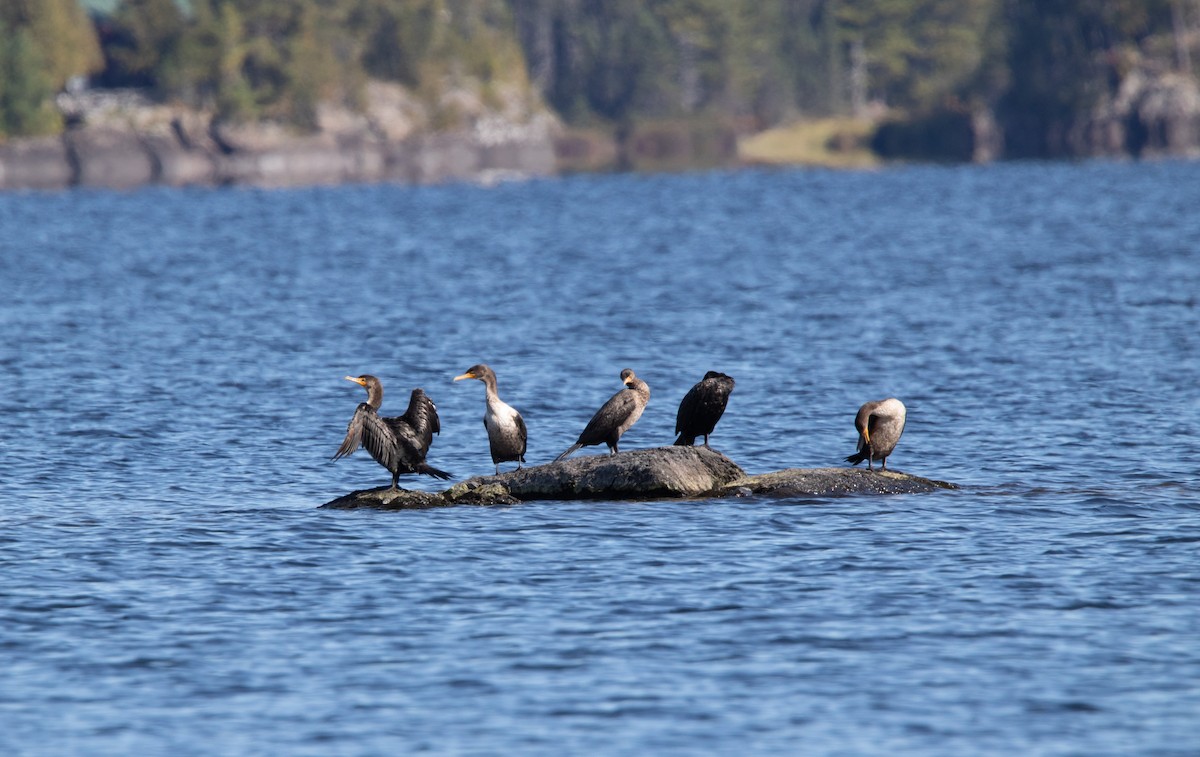 Double-crested Cormorant - ML270257281