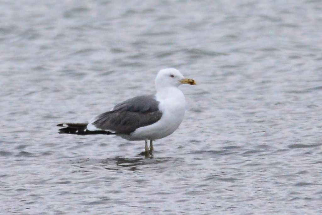 Lesser Black-backed Gull - ML27025821