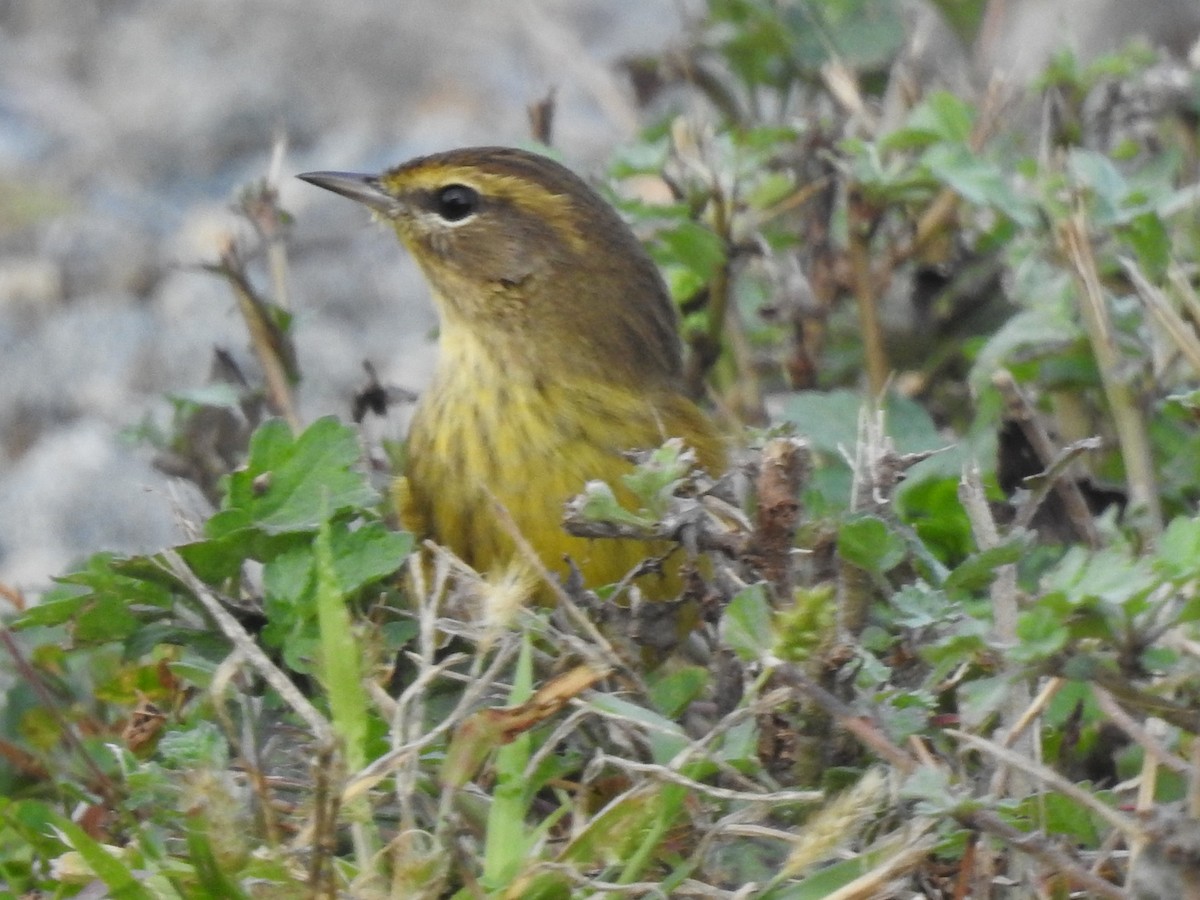 Palmenwaldsänger - ML270259831