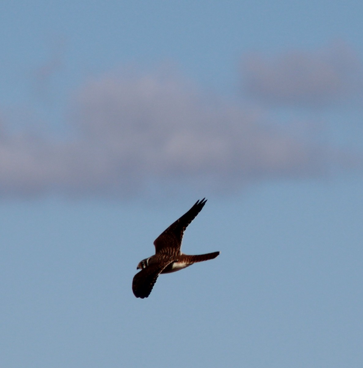 American Kestrel - ML270260131