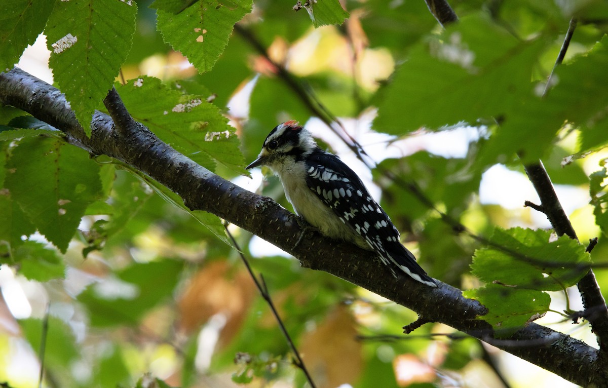 Downy Woodpecker - ML270260151