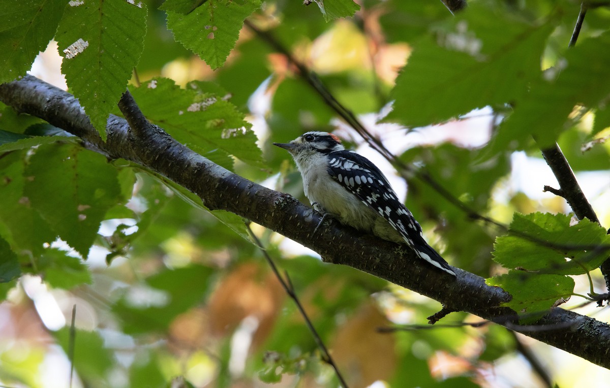 Downy Woodpecker - ML270260191