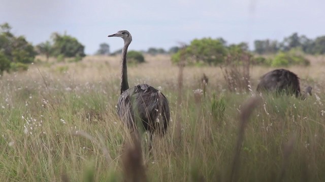 Greater Rhea - ML270260211