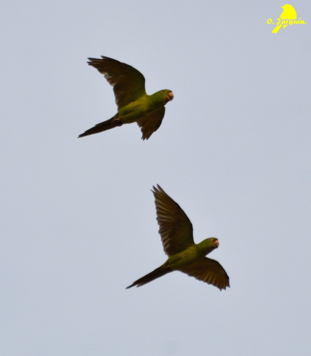 Pacific Parakeet - Orlando Jarquín