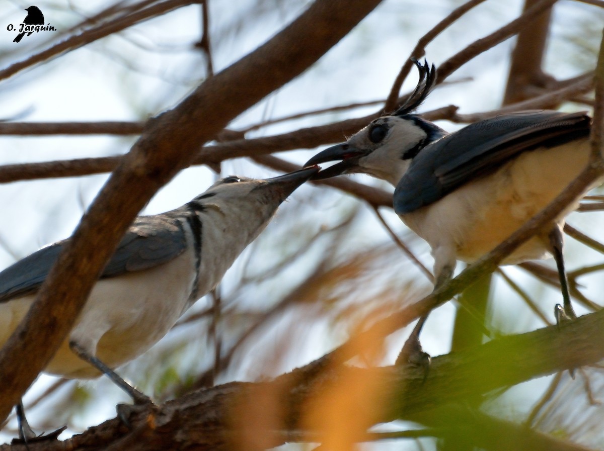 White-throated Magpie-Jay - ML27026341