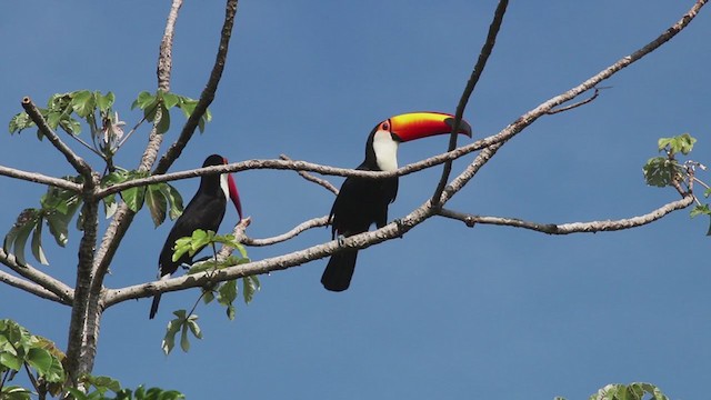 Toucan toco - ML270263701