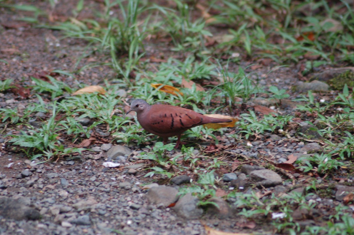 Ruddy Ground Dove - ML270263801