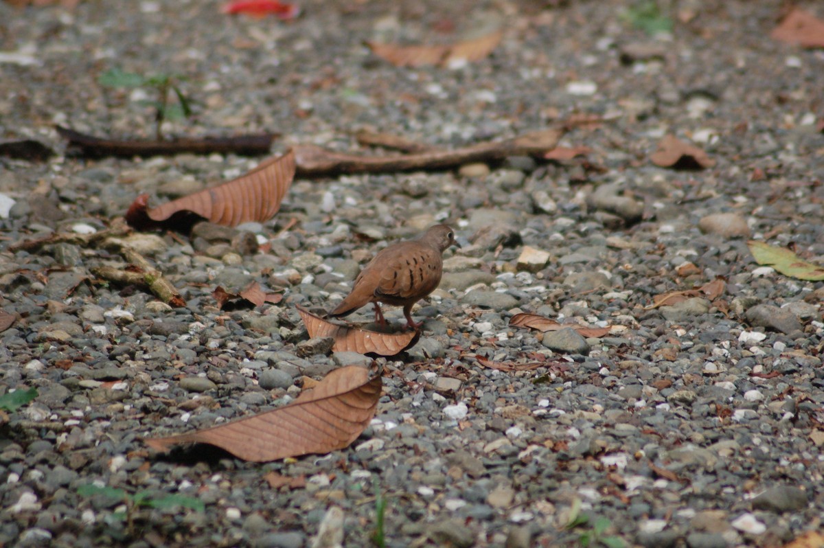 Ruddy Ground Dove - Daniel Lebbin