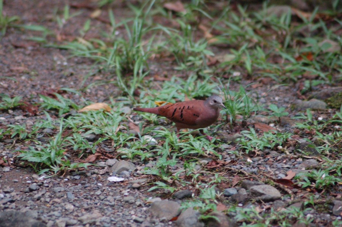 Ruddy Ground Dove - ML270263831