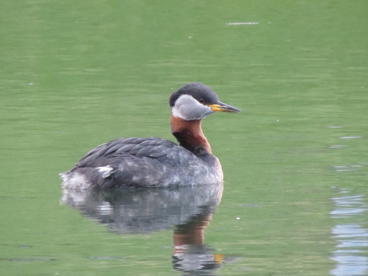 Red-necked Grebe - Tristan Lowery