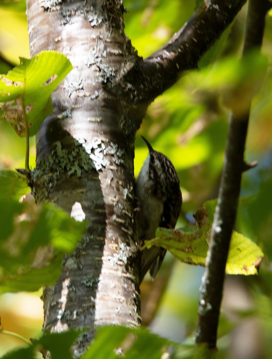 Brown Creeper - ML270264611