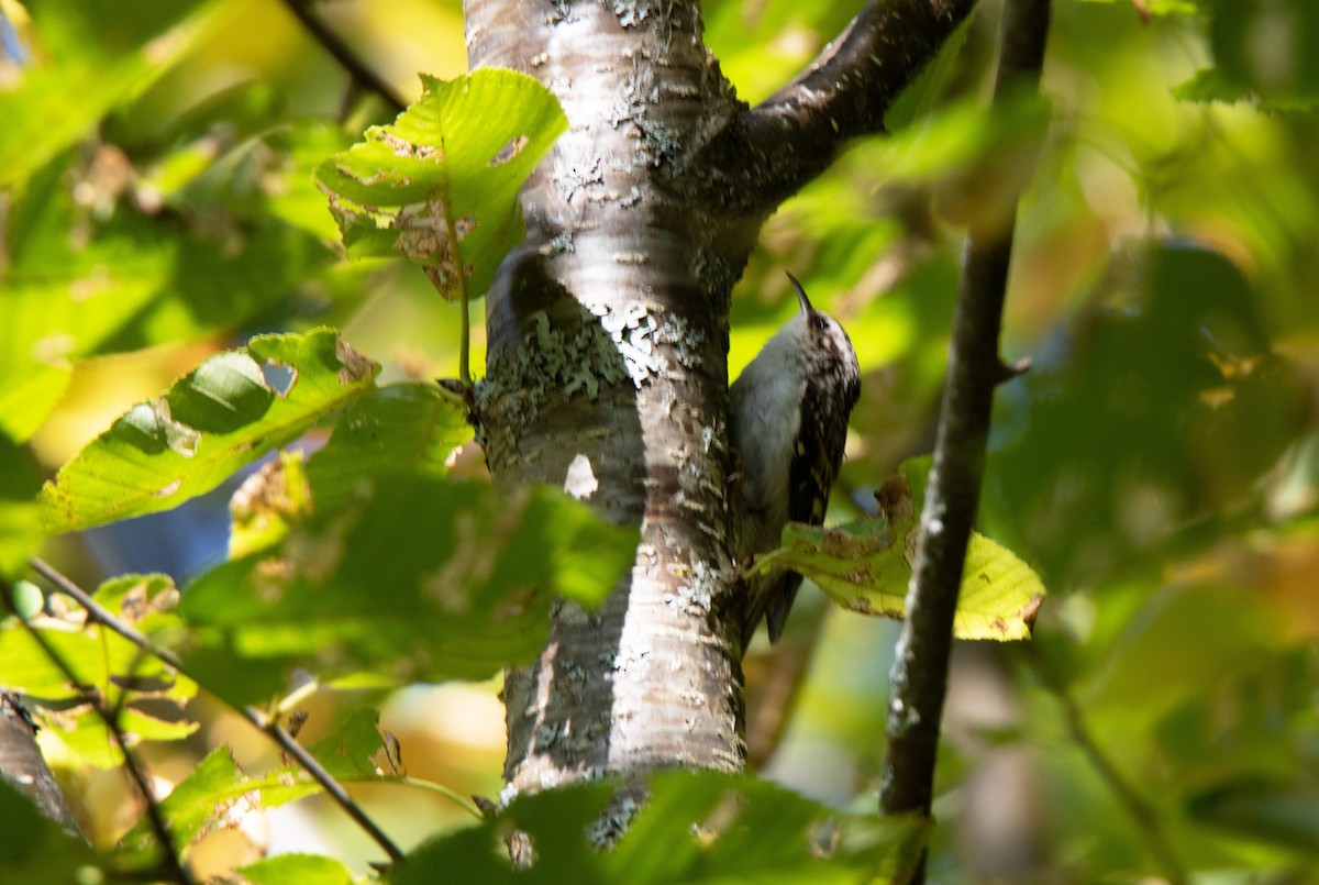 Brown Creeper - ML270264651