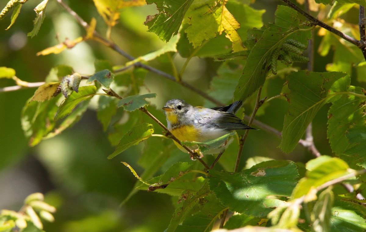 Northern Parula - ML270265211