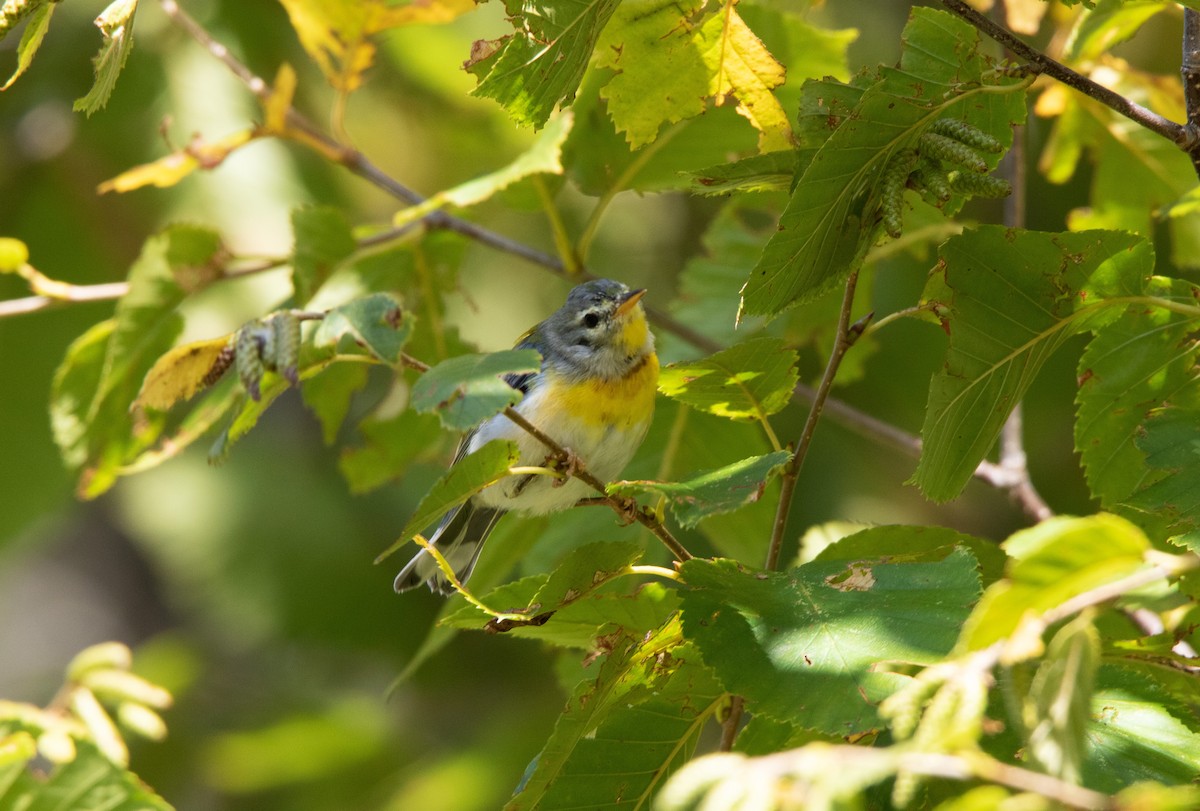 Northern Parula - ML270265261
