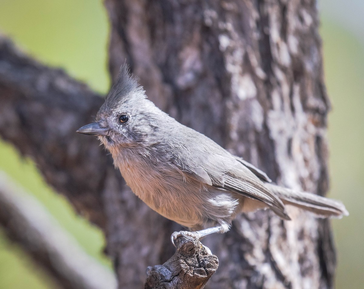 Juniper Titmouse - ML270265341