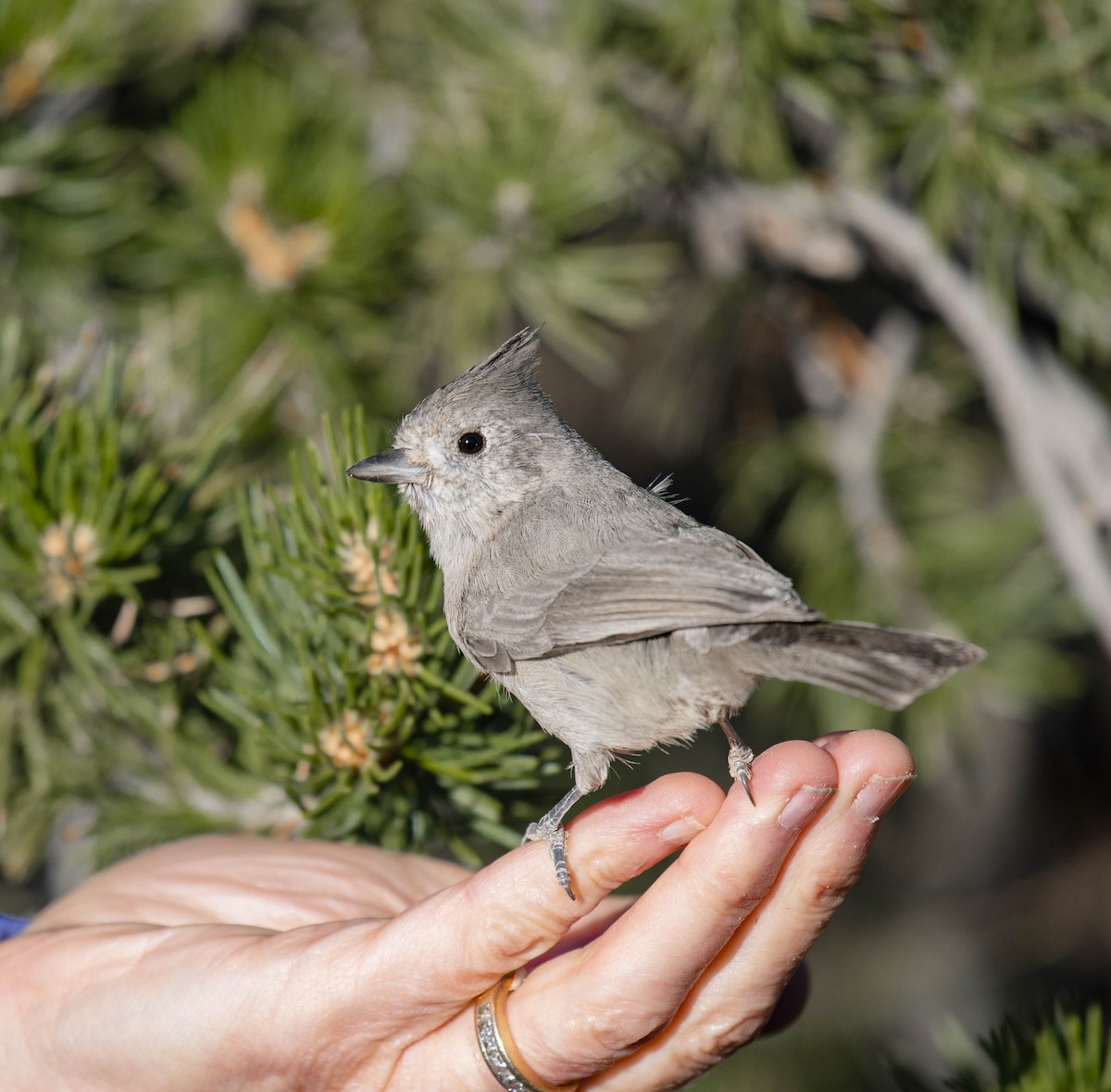 Juniper Titmouse - ML270266031