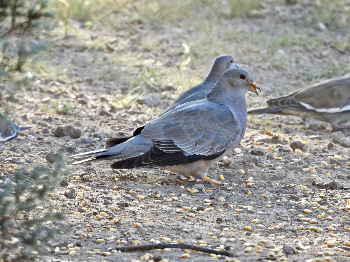 Pigeon à queue barrée - ML270266991