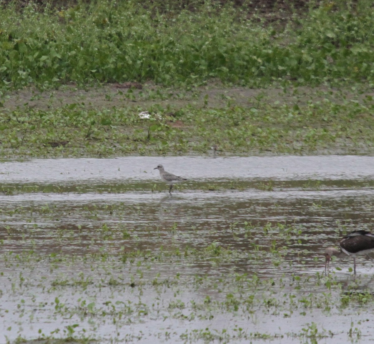 Black-bellied Plover - ML270268041