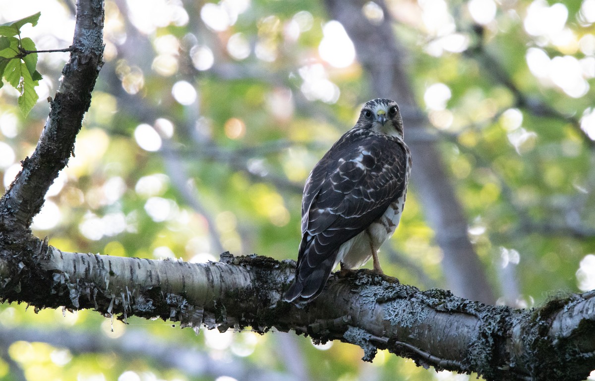 Broad-winged Hawk - ML270268121