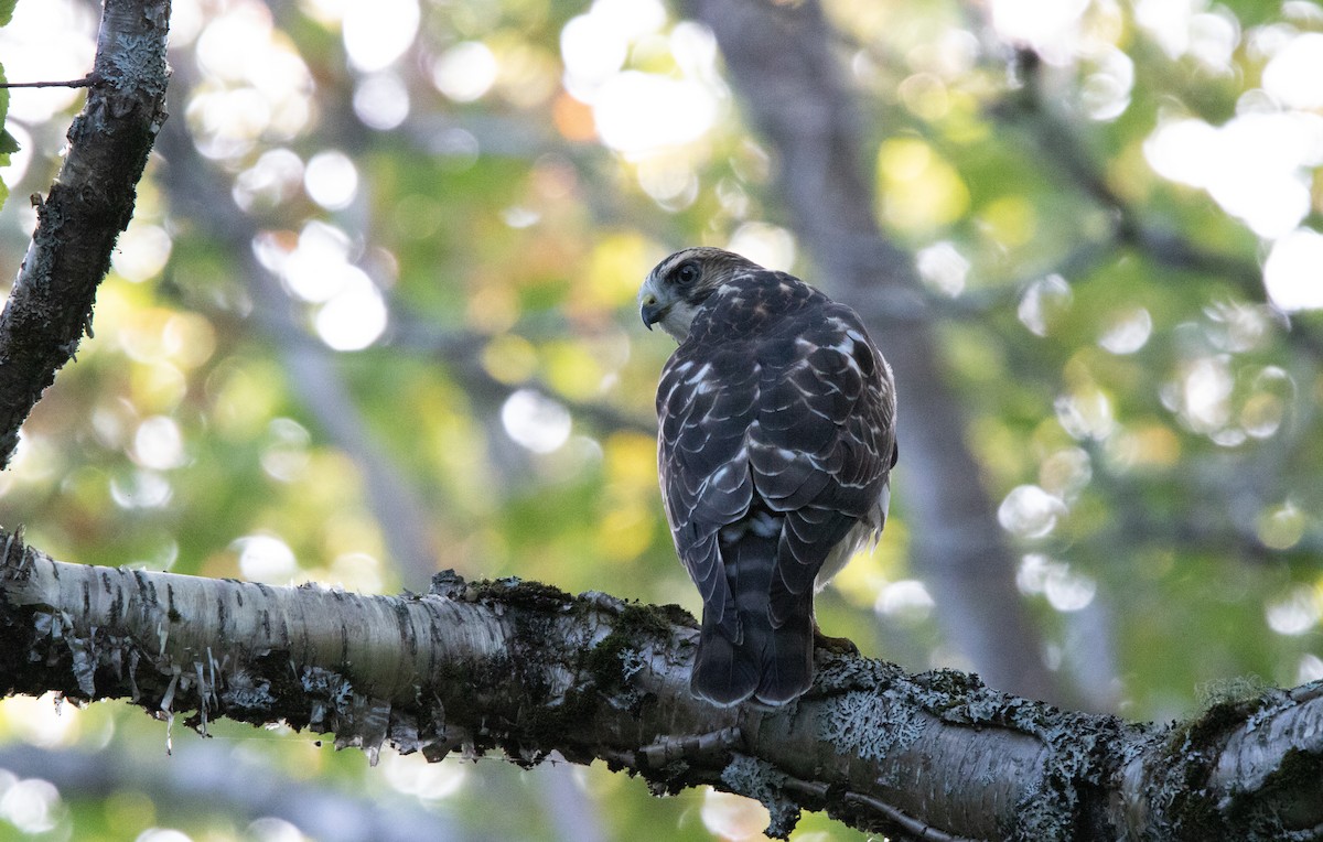 Broad-winged Hawk - ML270268201