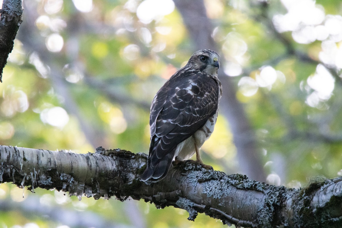 Broad-winged Hawk - ML270268221