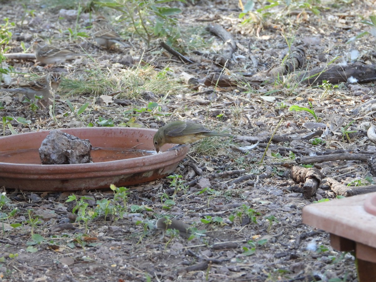Painted Bunting - ML270268981