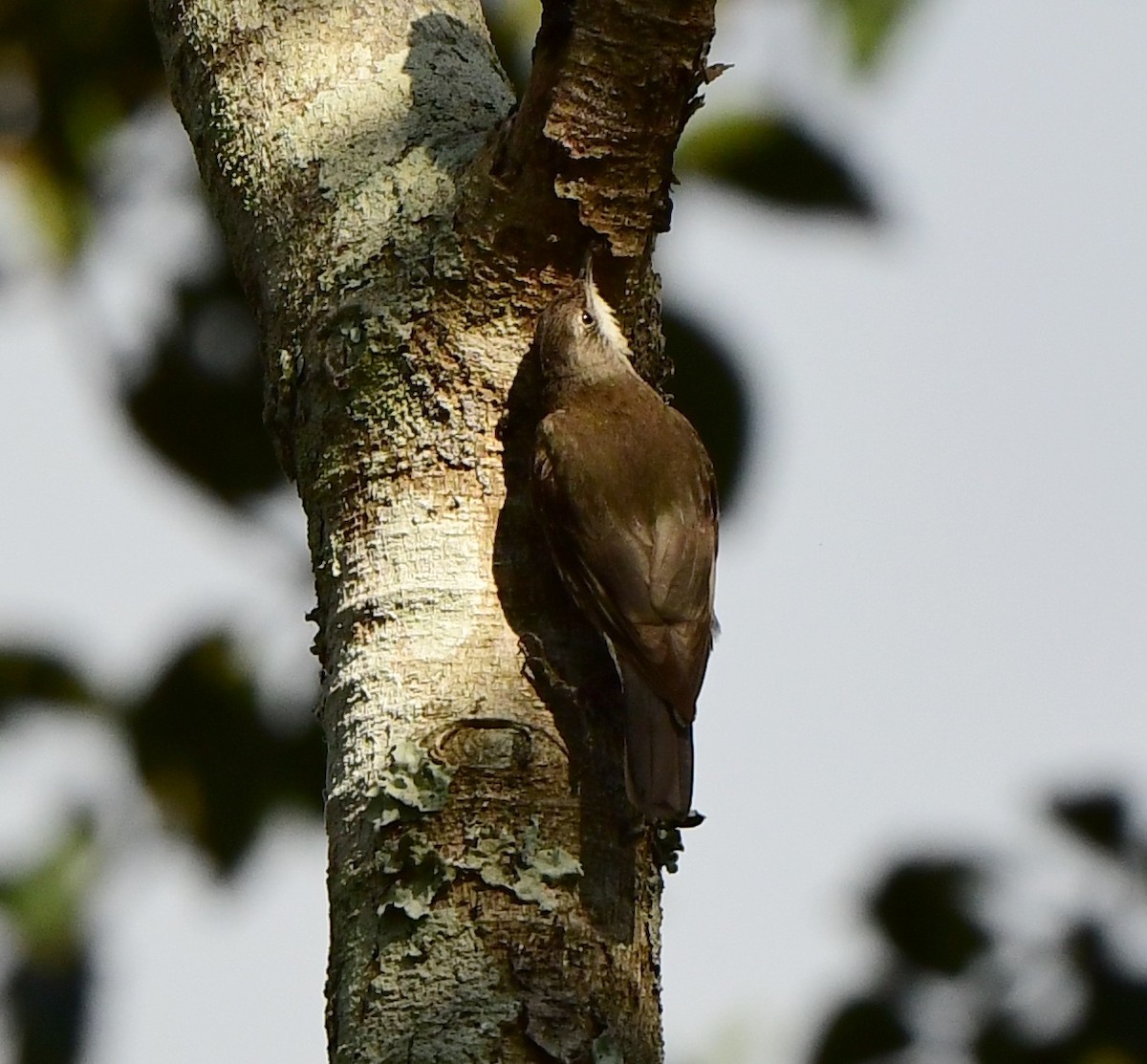 White-throated Treecreeper - Andy Gee