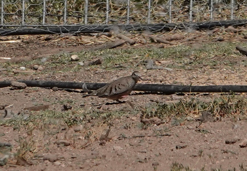 Common Ground Dove - ML270273931