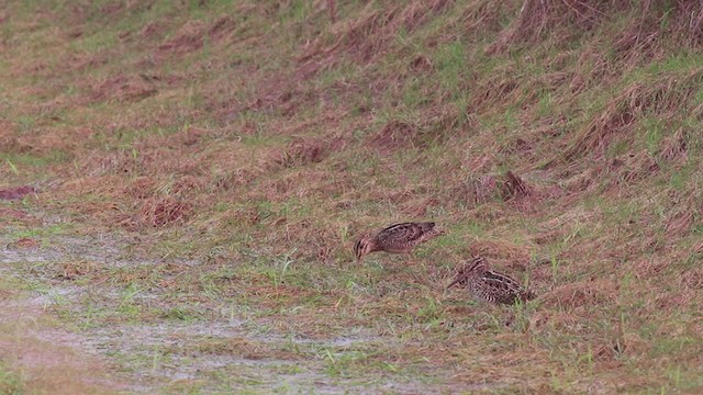 Pantanal Snipe - ML270274291