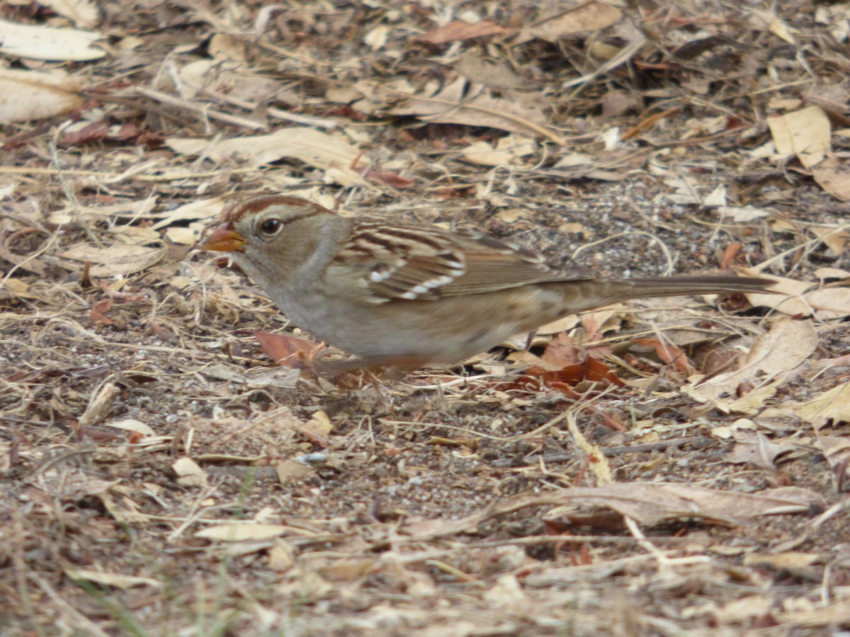White-crowned Sparrow - ML270274561