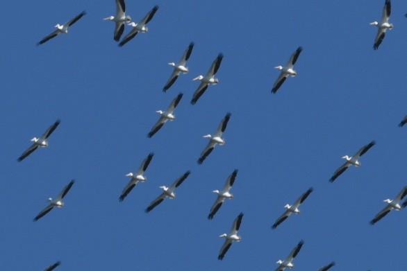 American White Pelican - ML270275831