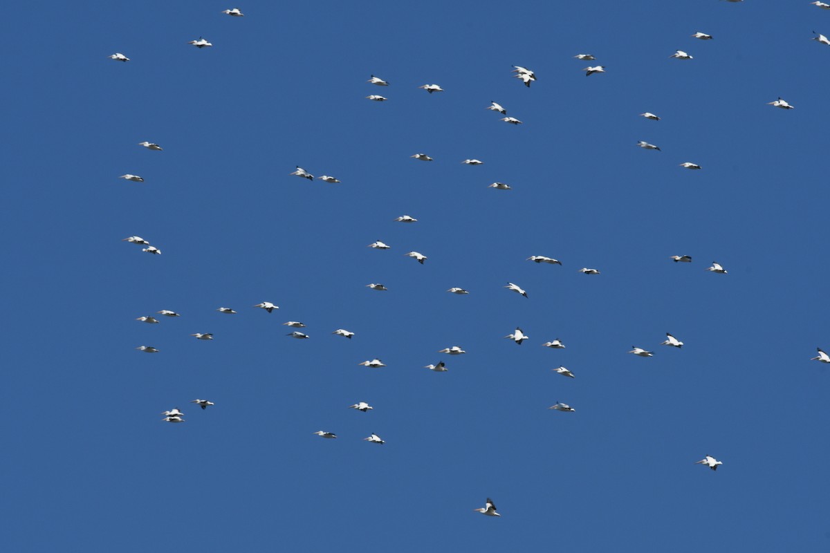 American White Pelican - ML270275951