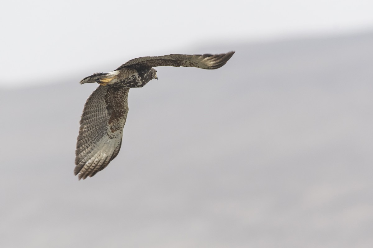 Harris's Hawk - ML270276111