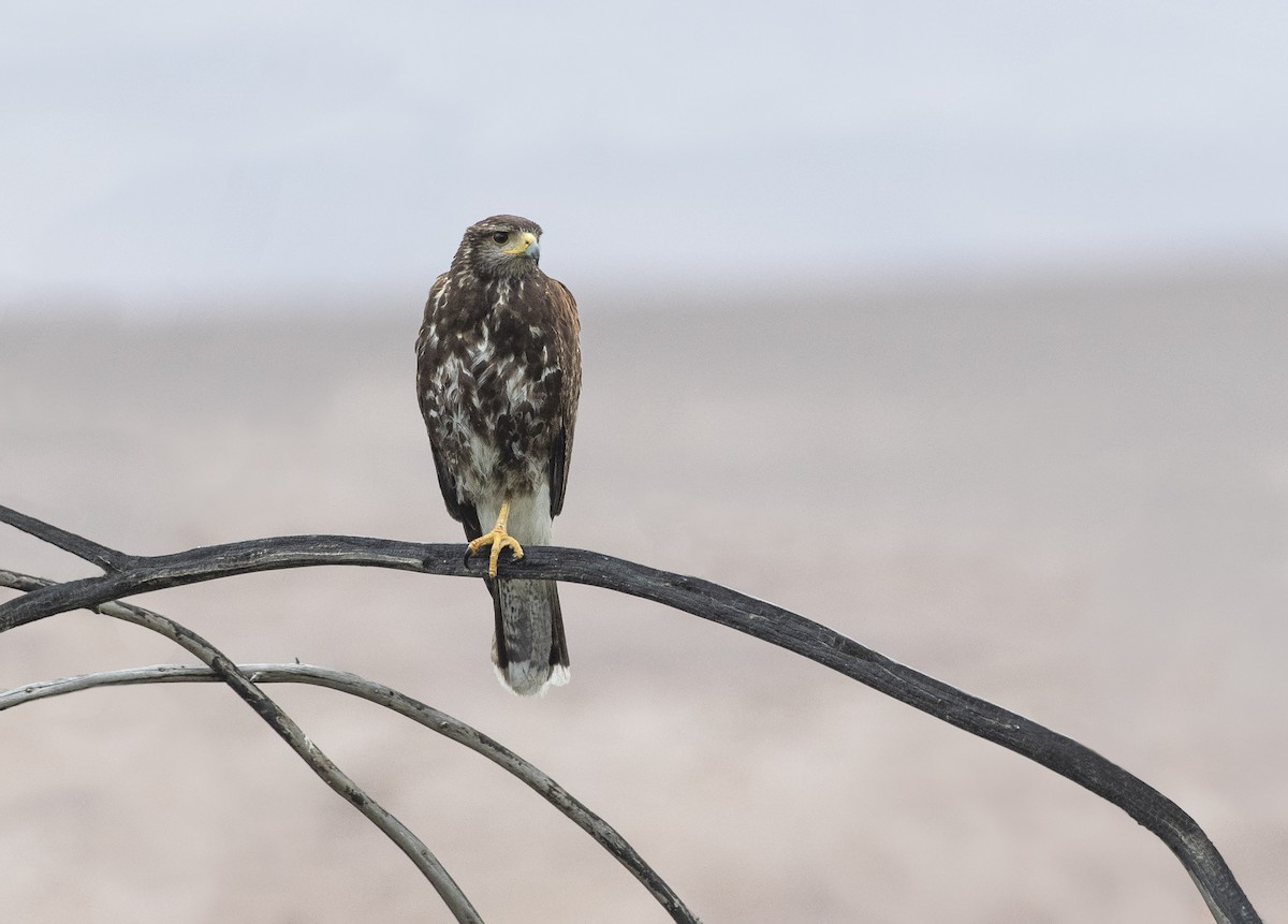 Harris's Hawk - VERONICA ARAYA GARCIA