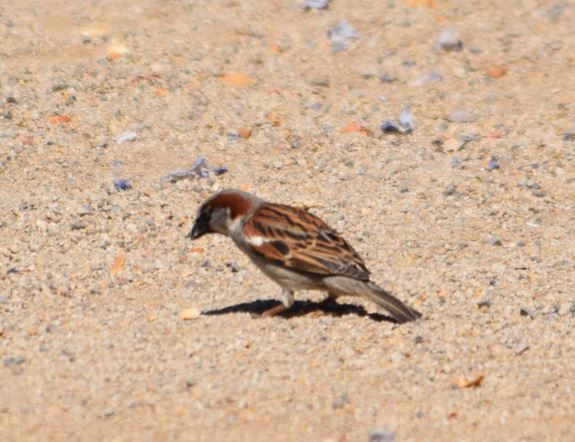 House Sparrow - ML270278091