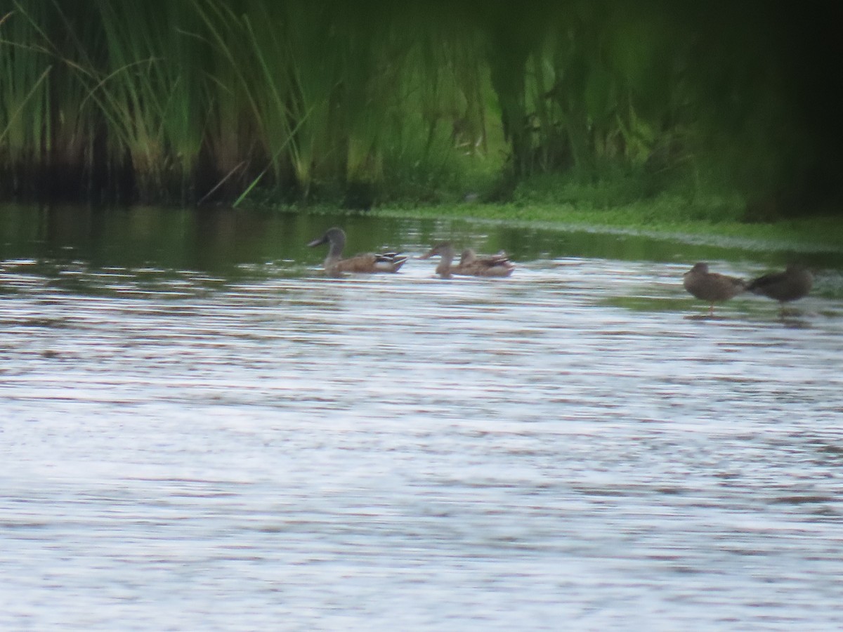 Northern Shoveler - ML270278511