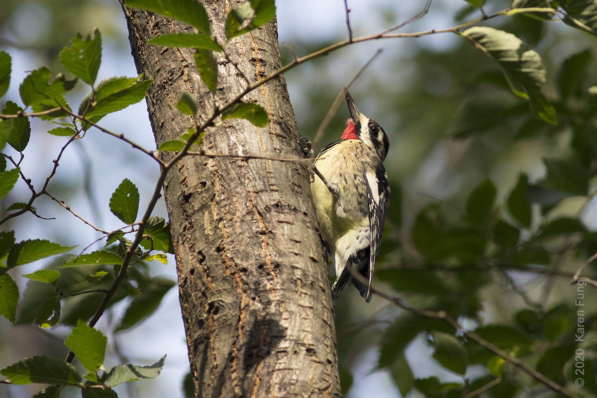Yellow-bellied Sapsucker - ML270279071