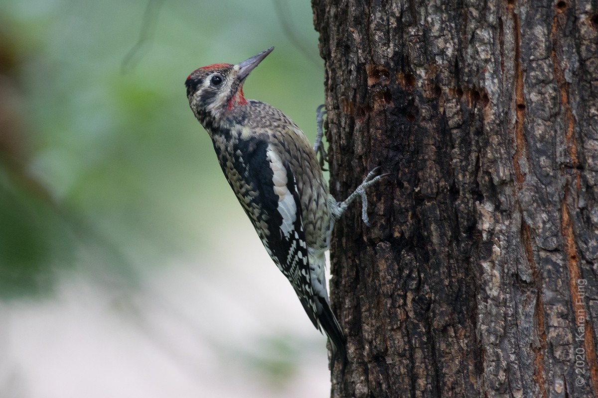 Yellow-bellied Sapsucker - ML270279081