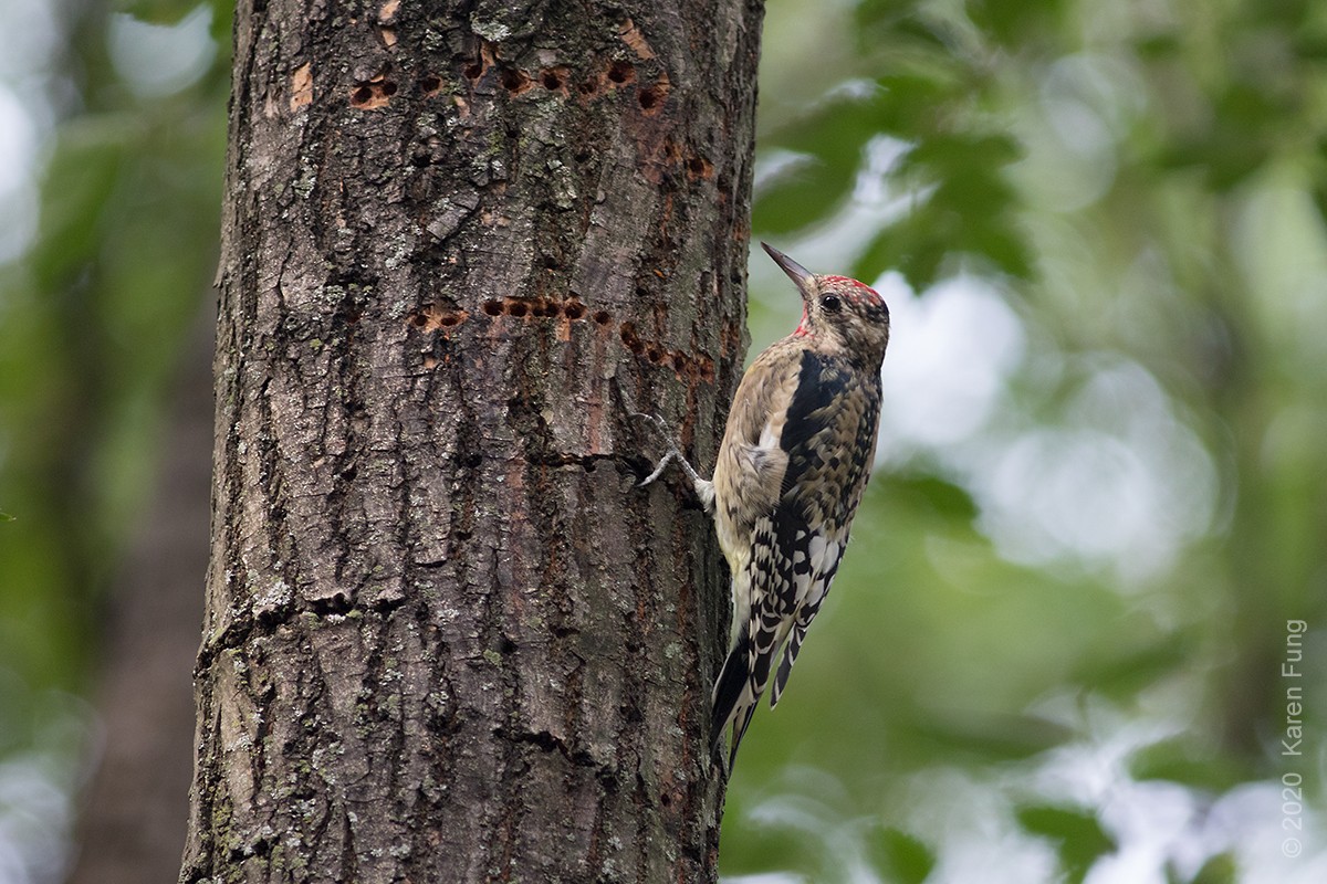 Yellow-bellied Sapsucker - ML270279091