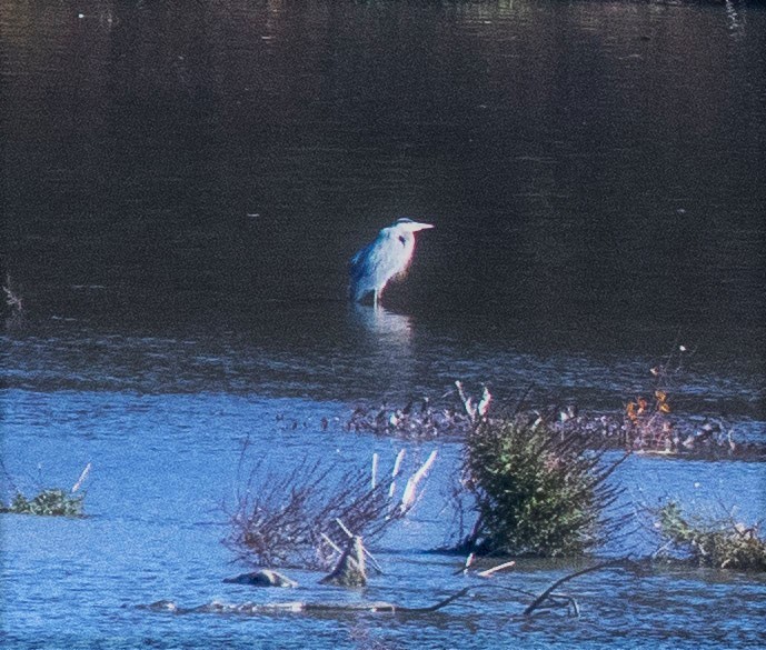 Great Blue Heron - ML270279791