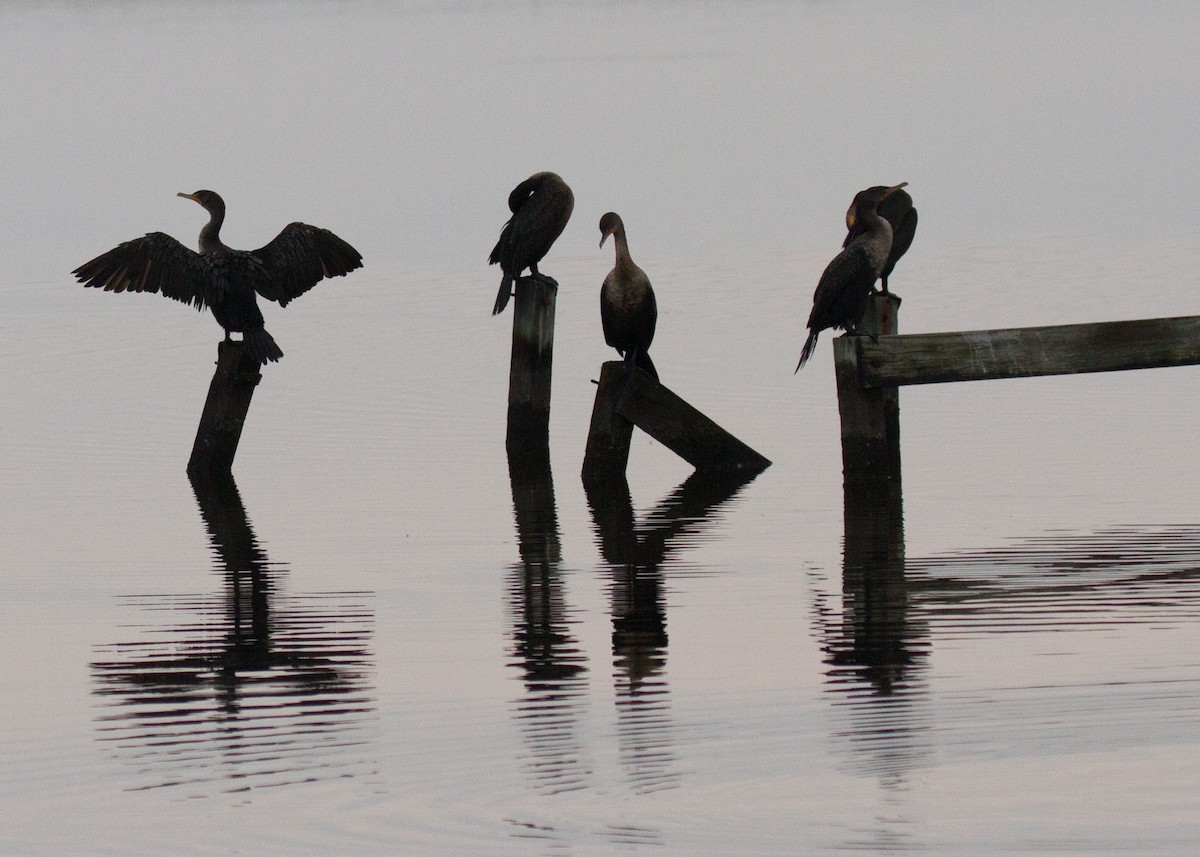 Double-crested Cormorant - ML270279811