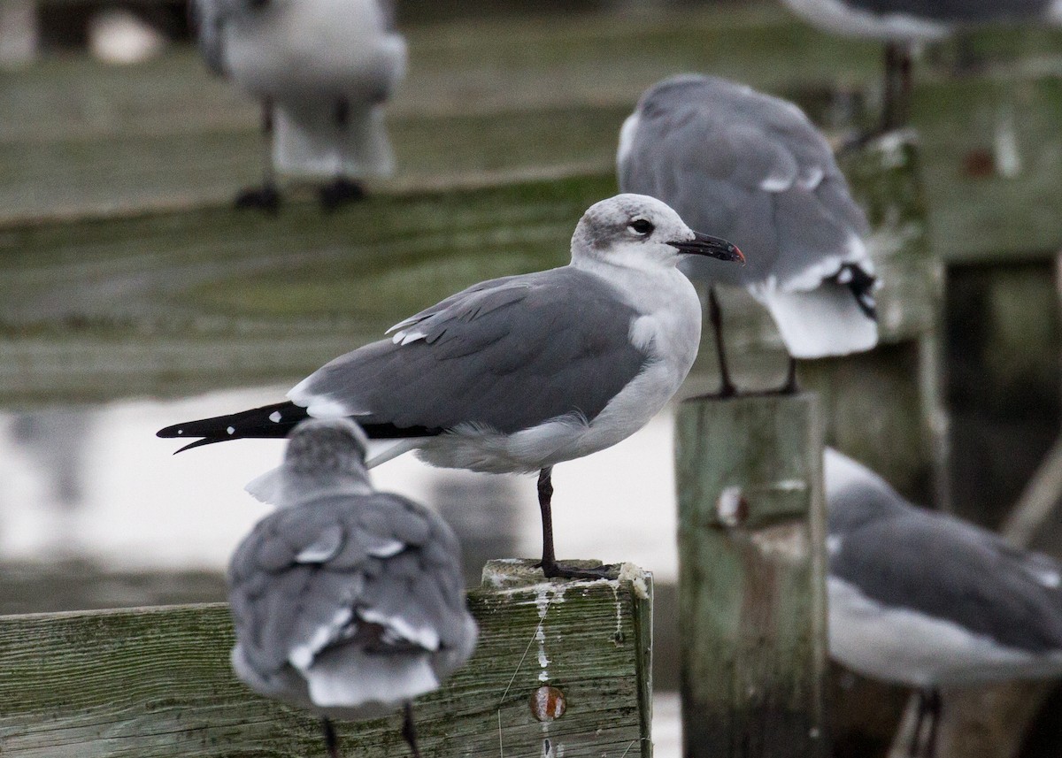 Laughing Gull - ML270279871