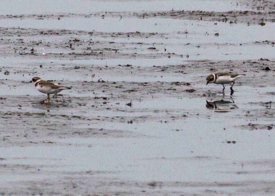 Semipalmated Plover - Dawn Lloyd